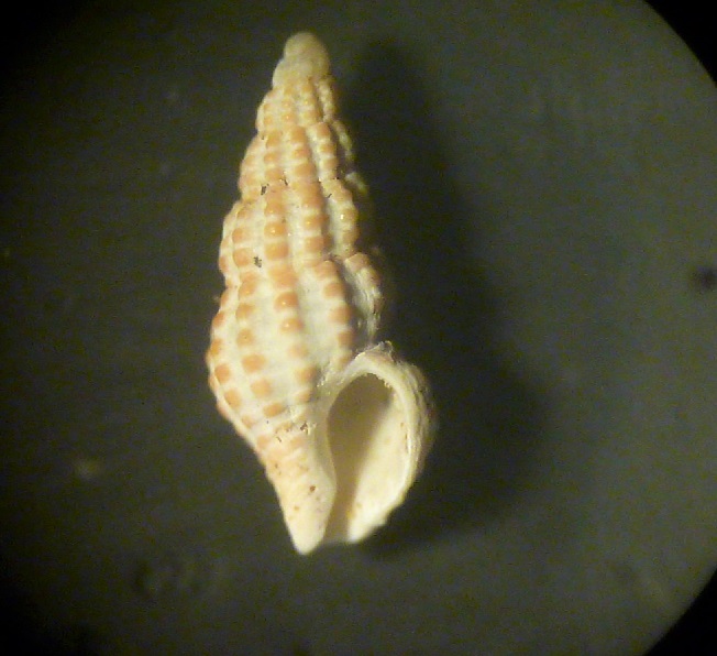 Chauvetia mamillata?